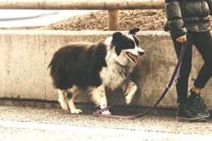 Die Hundefreunde-Bürgerinitiative hofft auf Gesprächsbereitschaft der Stadt. Foto: pixabay