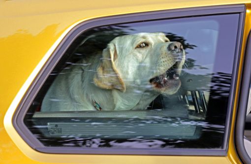 Autos können für Hunde bei Hitze zu tödlichen Käfigen werden (Symbolfoto). Foto: imago images/Gottfried Czepluch/Gottfried Czepluch