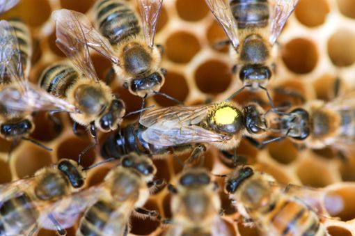 Zum Schutz der Bienen wird in Baden-Württemberg ein Volksbegehren gestartet. Foto: Gabbert