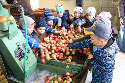 Die Kinder des Kindergartens Sankt Ruchtraud  Allmendshofen sind mit Eifer beim Mosten in Hubertshofen dabei.     Foto: Rademacher Foto: Schwarzwälder Bote