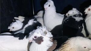 Fall für Tierschutzverein: Tauben in Beffendorf aufgefunden