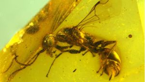 Insektenforscher haben eine bislang unbekannte Wespenart in einem 100 Millionen Jahre altem Bernstein entdeckt. Das Foto wurde mittels Focus Stacking erstellt, um eine Detailschärfe zu erzielen. Foto: Brazidec et al. 2024 Insects/15/Übersee-Museum/dpa